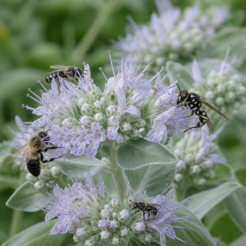Hoary Mountain Mint with native bees and wasps